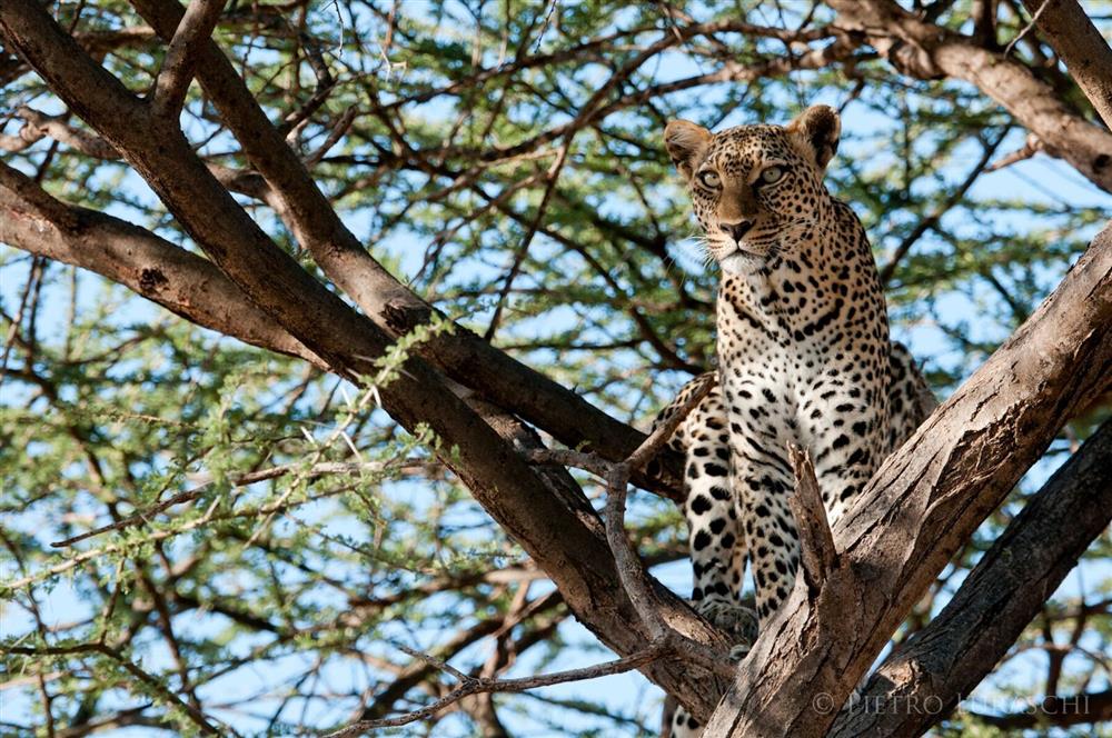 Saruni Samburu Lodge